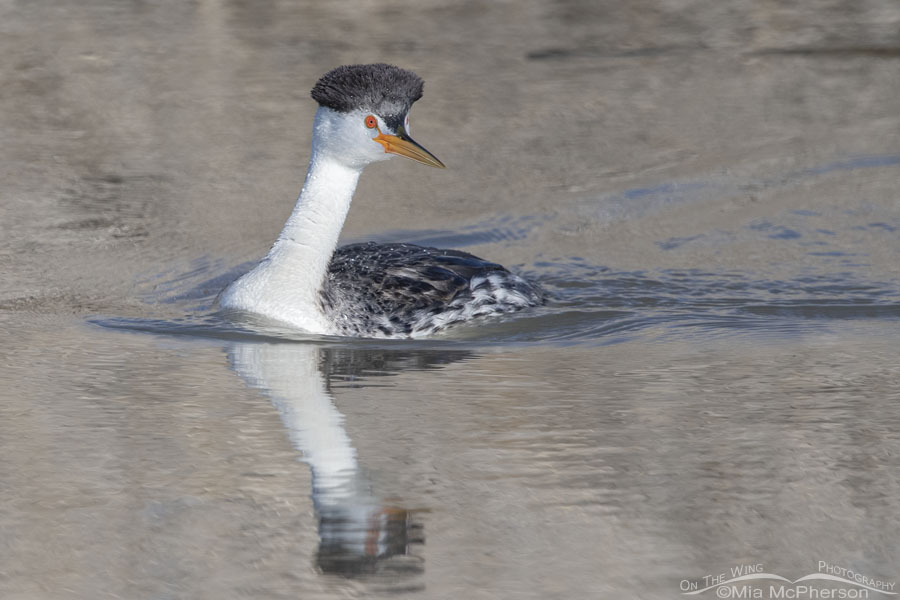 Clark's Grebe checking out a pair of grebes behind it, Bear River Migratory Bird Refuge, Box Elder County, Utah