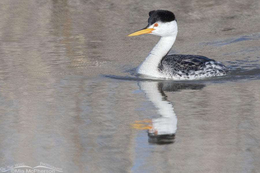 Adult Clark's Grebe moving away from a pair of grebes, Bear River Migratory Bird Refuge, Box Elder County, Utah