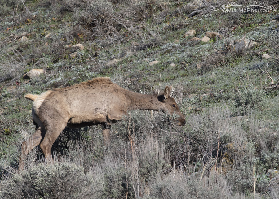 Spring Elk in the Wasatch Mountains, Summit County, Utah