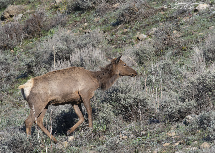 Elk shedding its winter coat, Wasatch Mountains, Summit County, Utah