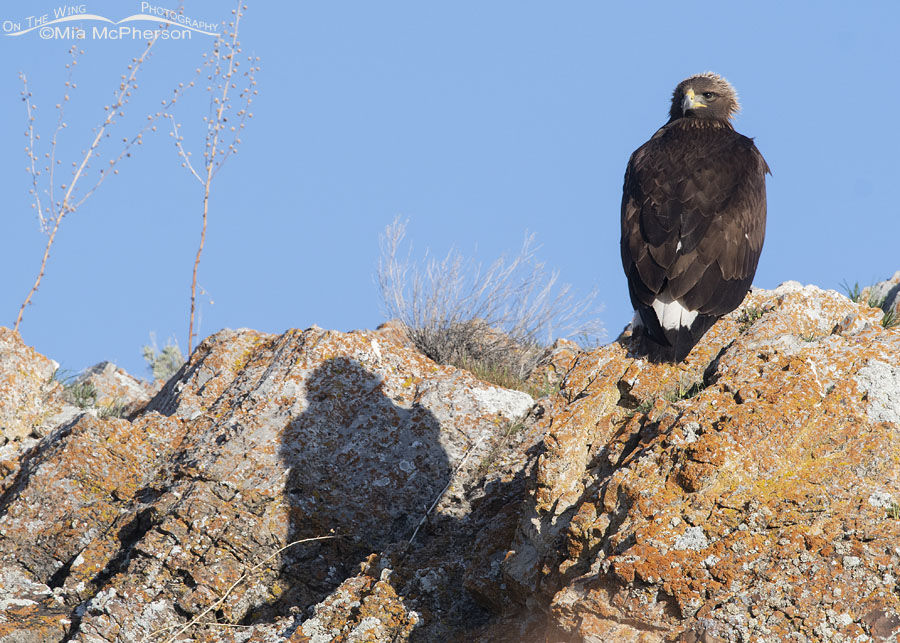 Young Golden Eagle and its shadow, Box Elder County, Utah