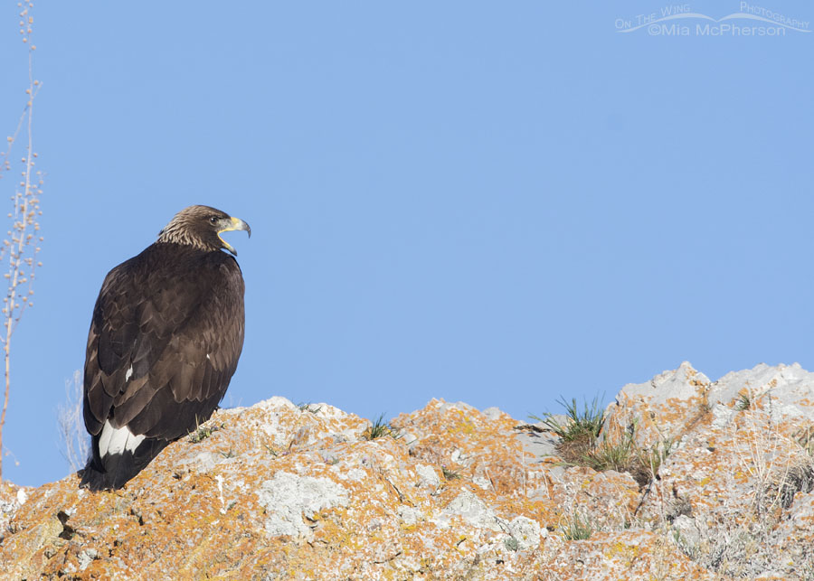 Yawning young Golden Eagle, Box Elder County, Utah