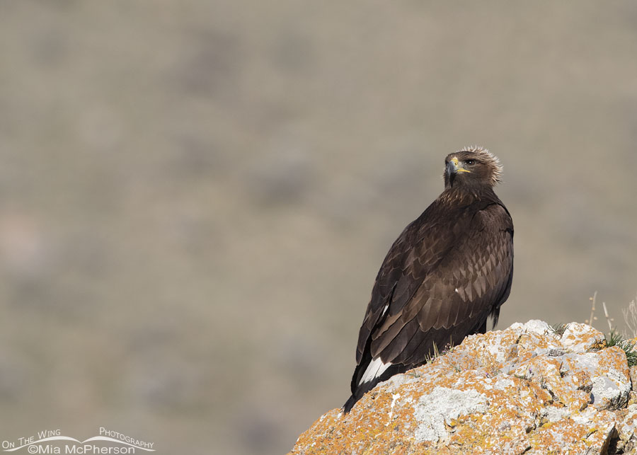 Immature Golden Eagle's "crown", Box Elder County, Utah
