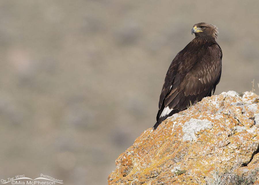 Immature Golden Eagle on a spring morning, Box Elder County, Utah