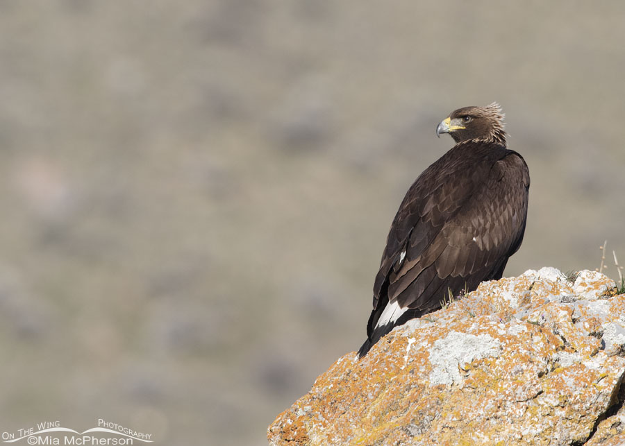 Immature Golden Eagle in a breeze, Box Elder County, Utah