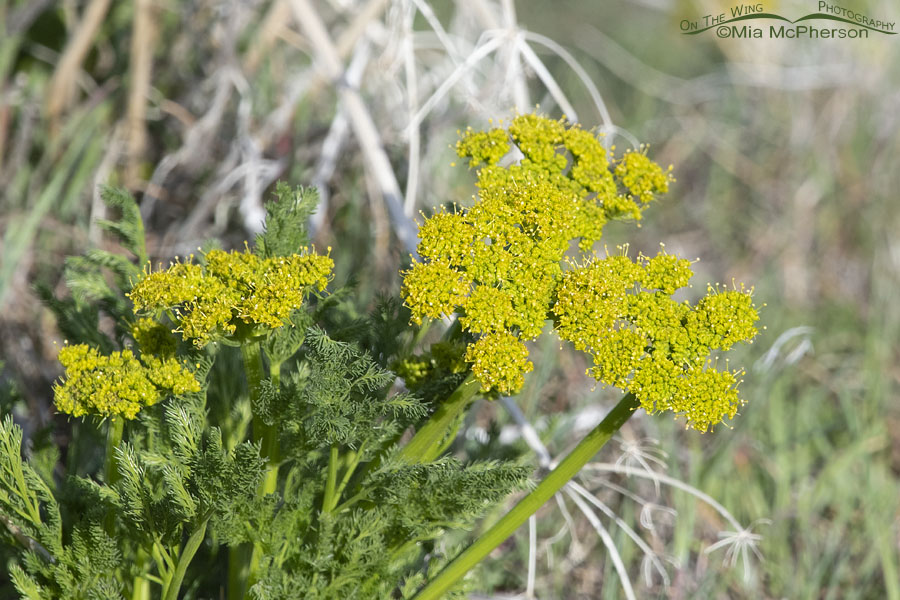 Spring flowering Gray's Biscuitroot on Antelope Island State Park, Davis County, Utah
