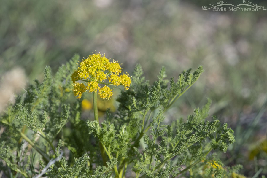 Gray's Biscuitroot in bloom, Antelope Island State Park, Davis County, Utah