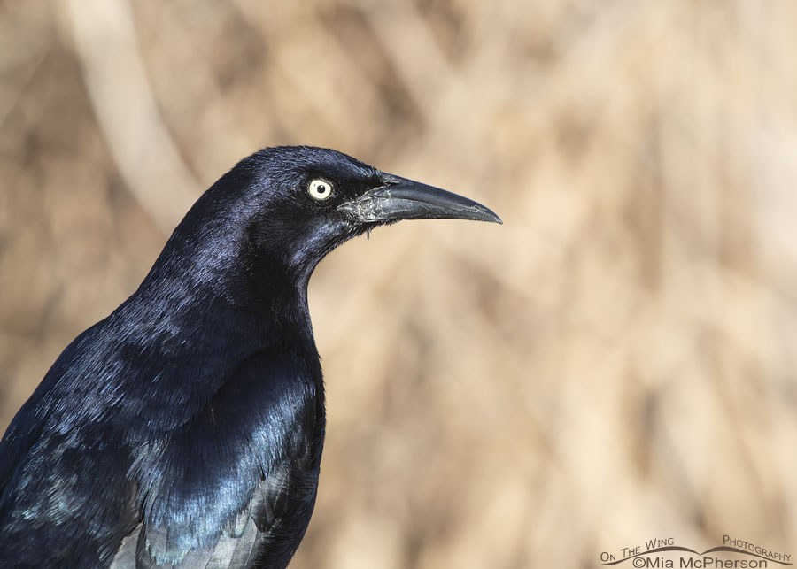 Spring male Great-tailed Grackle close up, Salt Lake County, Utah