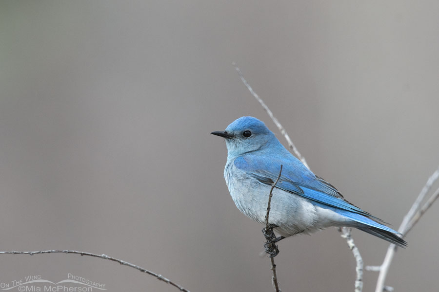 Low light adult male Mountain Bluebird, Wasatch Mountains, Summit County, Utah