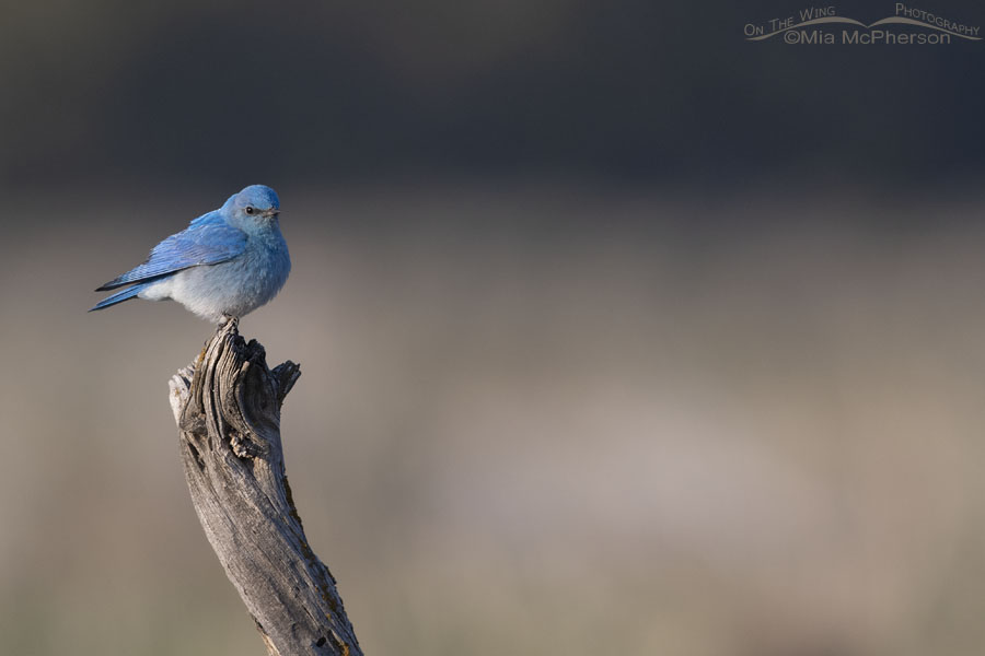 Male Mountain Bluebird on a old fence post, West Desert, Tooele County, Utah