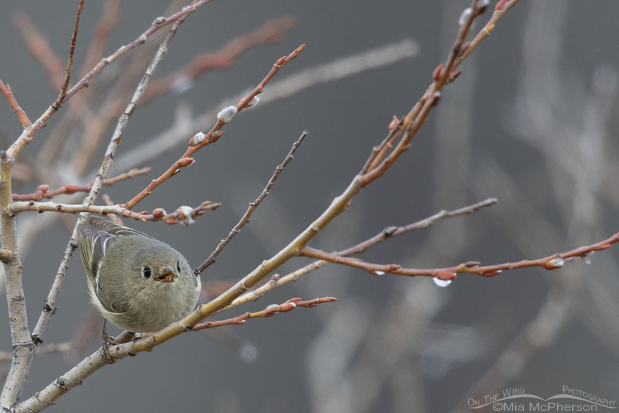Low light Ruby-crowned Kinglet with prey, Wasatch Mountains, Summit County, Utah