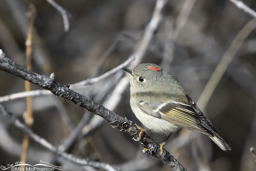 Male Ruby-crowned Kinglet showing his ruby crown, Wasatch Mountains, Summit County, Utah
