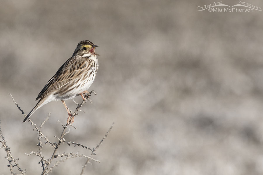 Adult Savannah Sparrow singing in the marsh of Bear River MBR, Box Elder County, Utah