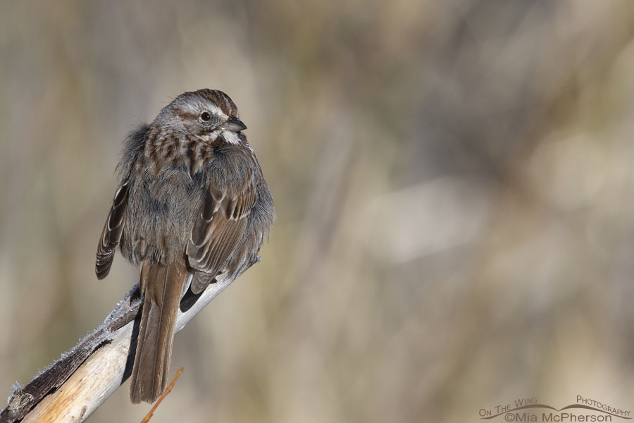 Fluffed up and cold Song Sparrow, Wasatch Mountains, Summit County, Utah