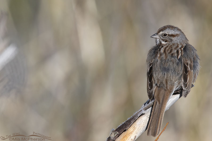 Adult Song Sparrow on a cold spring morning, Wasatch Mountains, Summit County, Utah