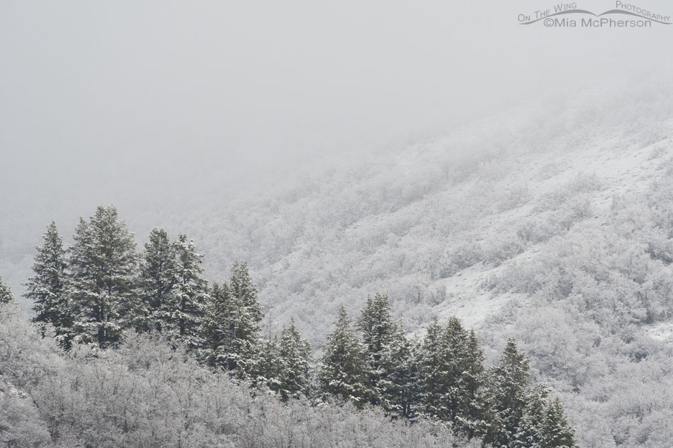 Spring snow and fog high in the Wasatch Mountains, Wasatch Mountains, Summit County, Utah