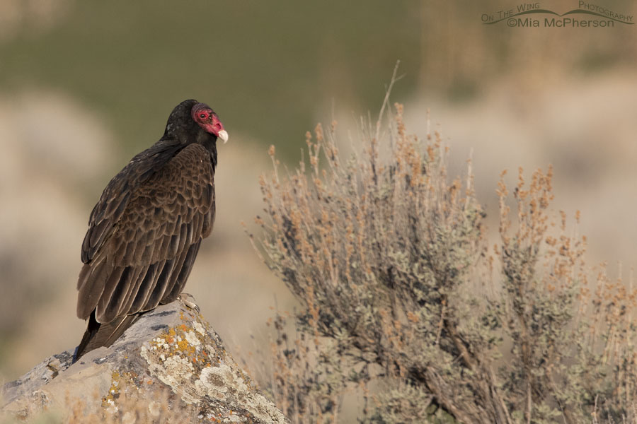 Roosting first of year Turkey Vulture, Box Elder County, Utah