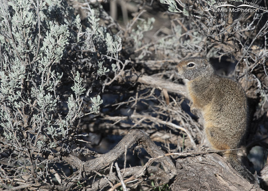 My first of year Uinta Ground Squirrel, Wasatch Mountains, Summit County, Utah