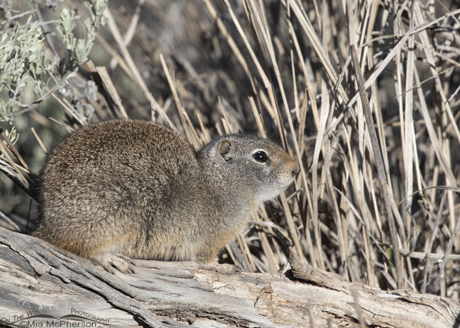 Adult Uinta Ground Squirrel on a chilly April morning, Wasatch Mountains, Summit County, Utah
