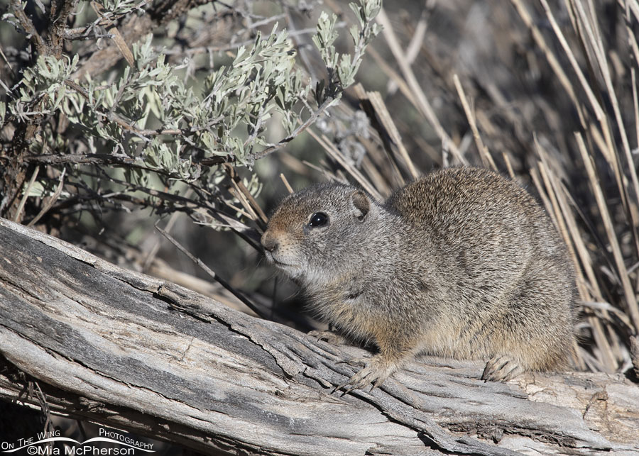 Spring Uinta Ground Squirrel on a fallen stump, Wasatch Mountains, Summit County, Utah