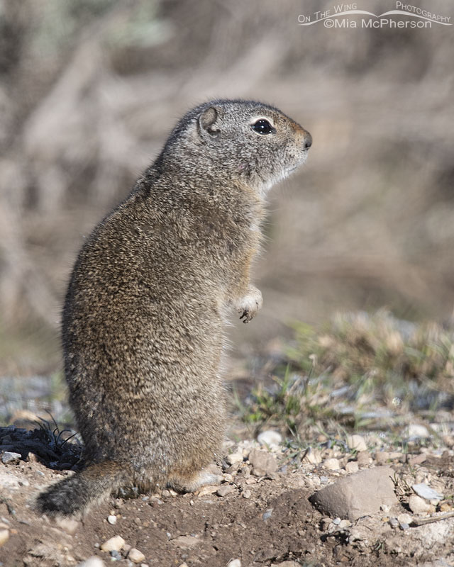 Spring Uinta Ground Squirrel next to a burrow, Wasatch Mountains, Summit County, Utah