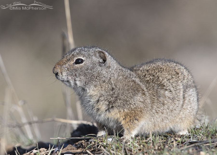 Uinta Ground Squirrel warming up in the sunlight, Wasatch Mountains, Summit County, Utah