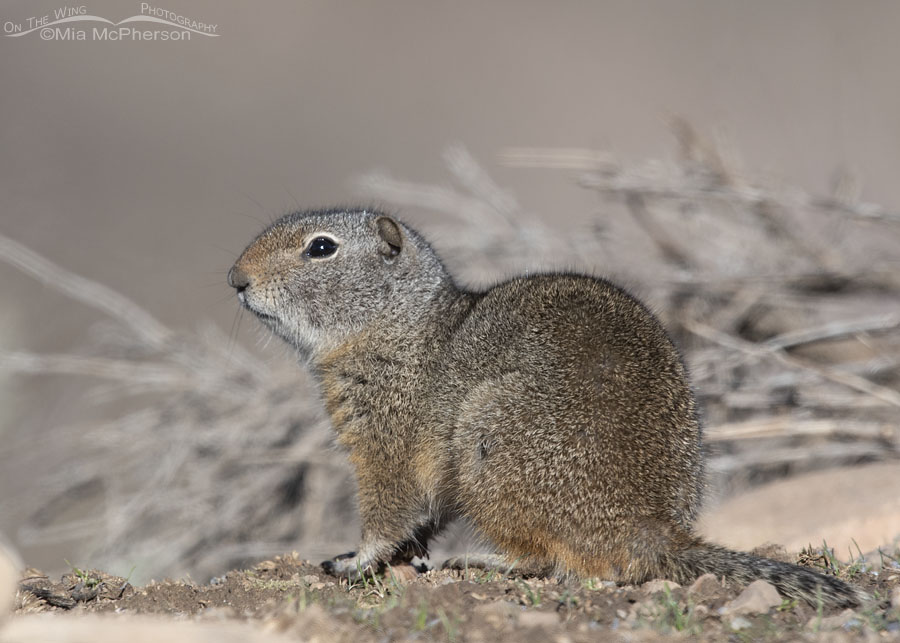 Uinta Ground Squirrel in the Wasatch Mountains, Summit County, Utah