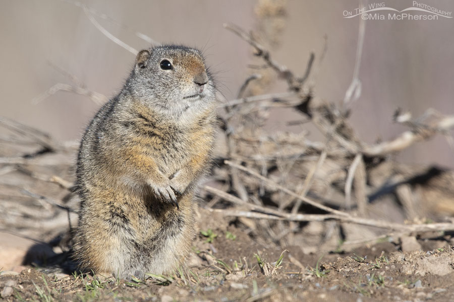 Adult Uinta Ground Squirrel on a cold April morning, Wasatch Mountains, Summit County, Utah