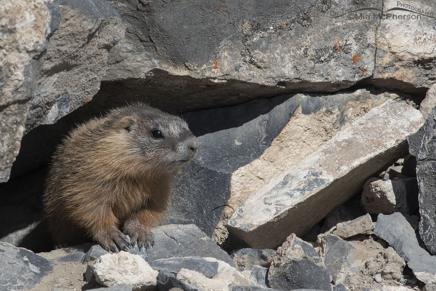 Yellow-bellied Marmot baby looking out from a crevice, Box Elder County, Utah