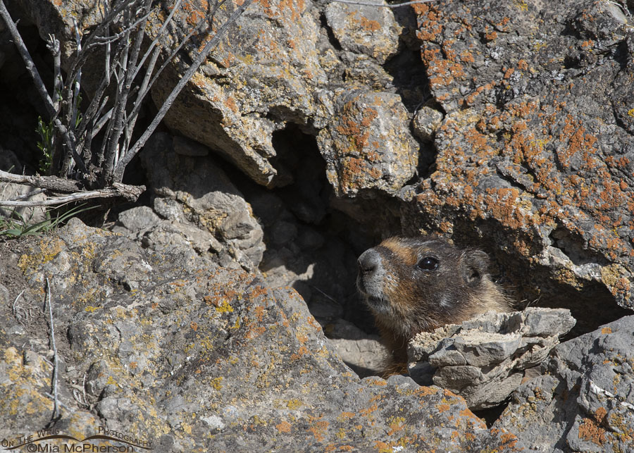 Yellow-bellied Marmot pup in a crack in the rocks, Box Elder County, Utah