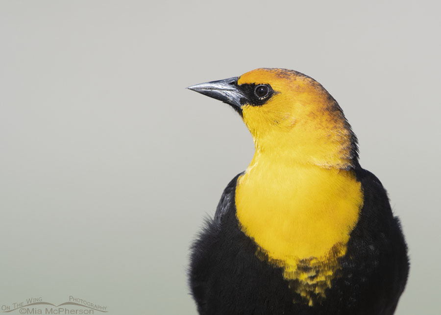 Male Yellow-headed Blackbird close to a road, Box Elder County, Utah
