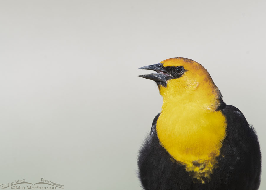 Singing Male Yellow-headed Blackbird portrait, Box Elder County, Utah