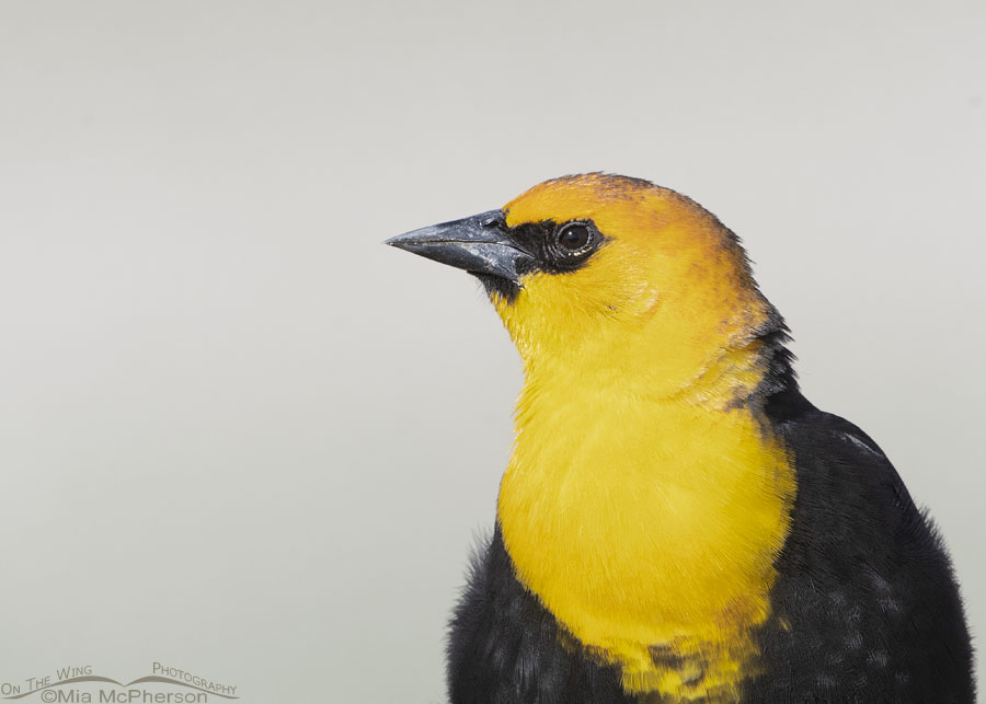Yellow-headed Blackbird adult male up close, Box Elder County, Utah