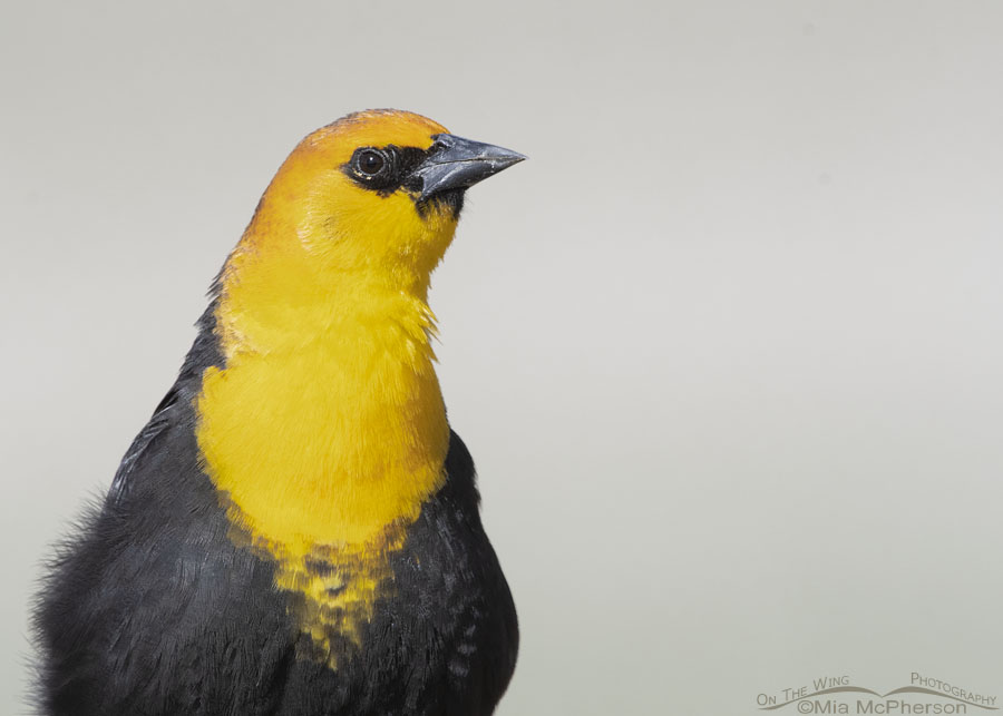 Alert male Yellow-headed Blackbird portrait, Box Elder County, Utah
