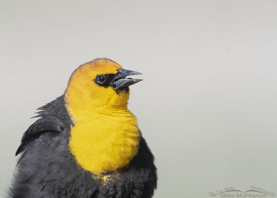 Male Yellow-headed Blackbird fluffed up and singing, Box Elder County, Utah