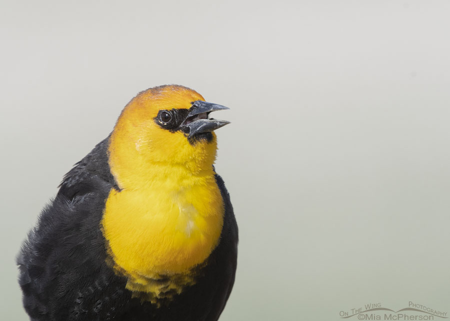 Up close to a singing male Yellow-headed Blackbird, Box Elder County, Utah