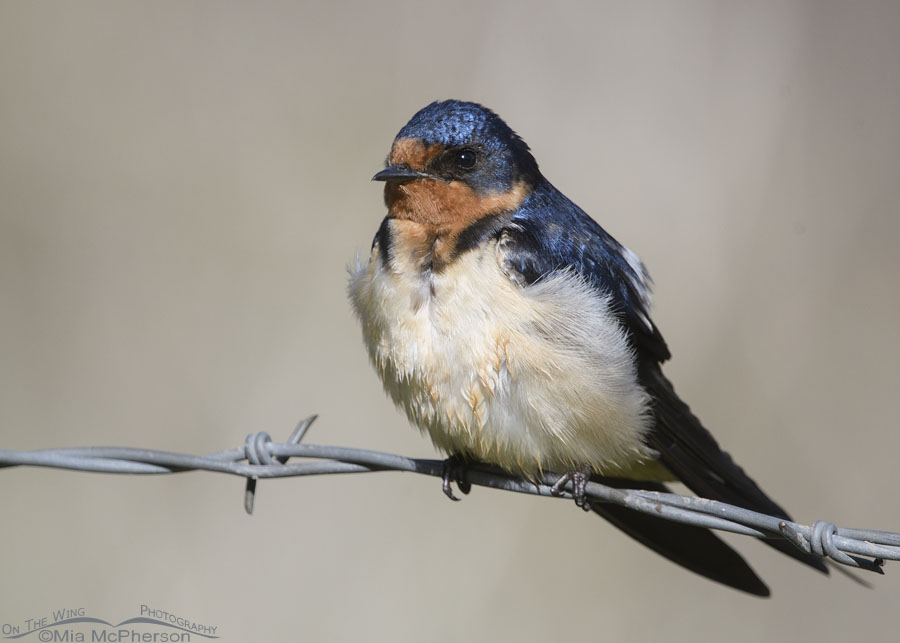 Adult female Barn Swallow in spring, Wasatch Mountains, Morgan County, Utah