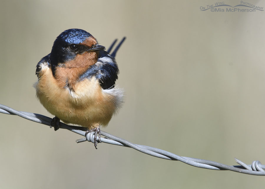 Adult male Barn Swallow in spring, Wasatch Mountains, Morgan County, Utah