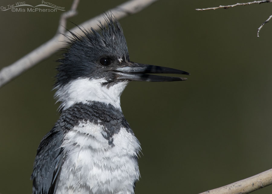 Spring male Belted Kingfisher portrait, Wasatch Mountains, Summit County, Utah