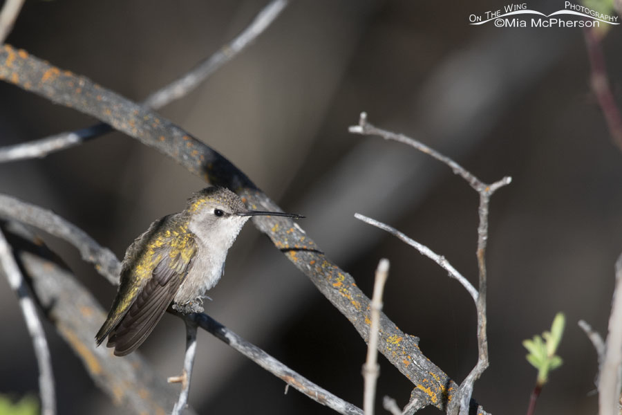 Female Black-chinned Hummingbird in bright morning light, Wasatch Mountains, Summit County, Utah