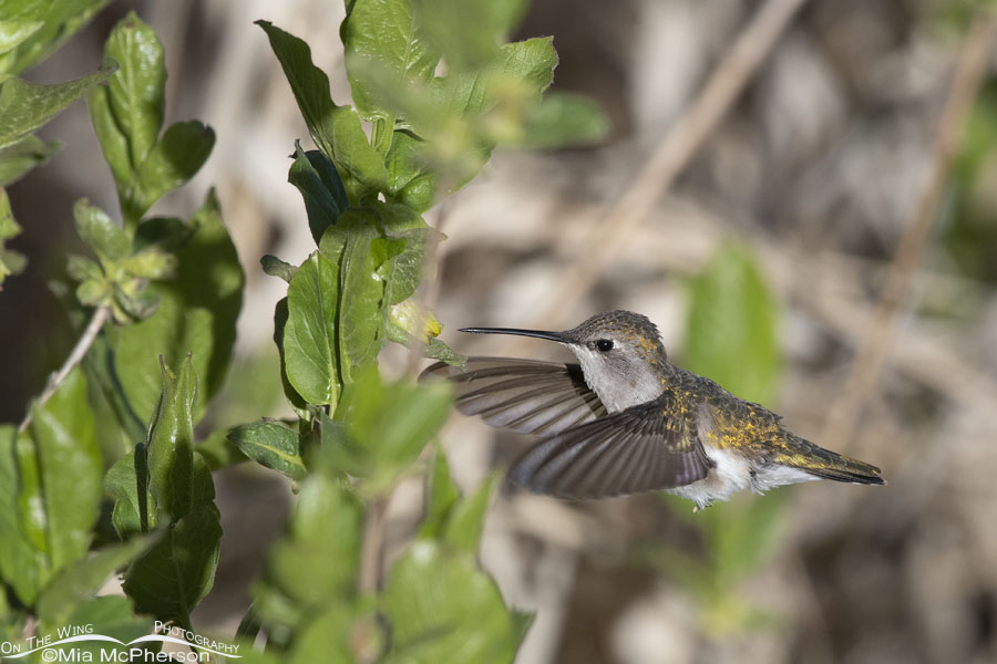 Female Black-chinned Hummingbird hovering by a honeysuckle, Wasatch Mountains, Summit County, Utah