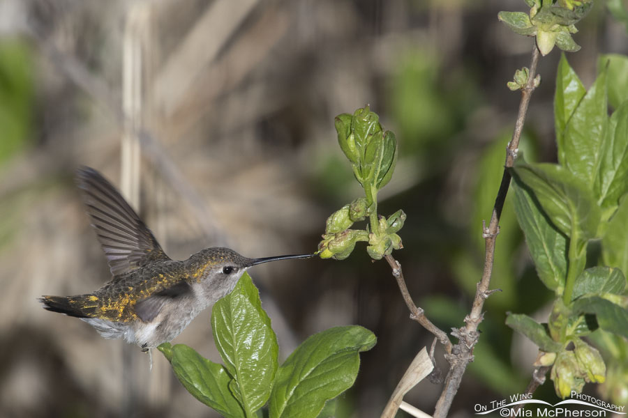 Adult female Black-chinned Hummingbird poking a honeysuckle, Wasatch Mountains, Summit County, Utah