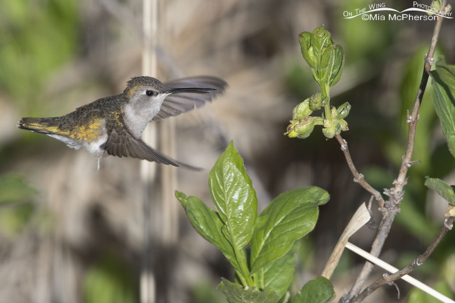 Spring adult female Black-chinned Hummingbird, Wasatch Mountains, Summit County, Utah