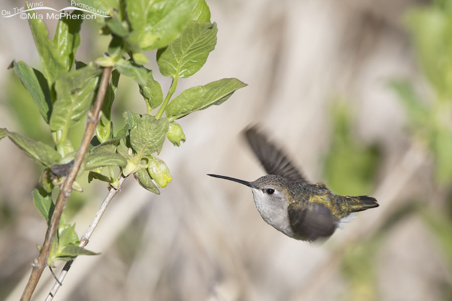 Female Black-chinned Hummingbird taking off from a honeysuckle, Wasatch Mountains, Summit County, Utah