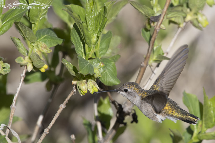 Black Twinberry Honeysuckle and female Black-chinned Hummingbird, Wasatch Mountains, Summit County, Utah