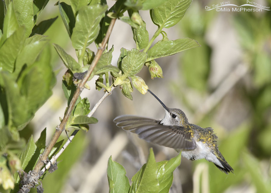Female Black-chinned Hummingbird hovering under a honeysuckle, Wasatch Mountains, Summit County, Utah