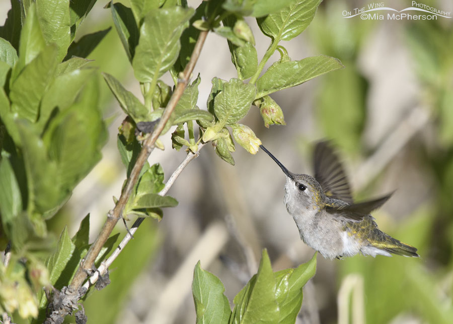 Spring female Black-chinned Hummingbird feeding from a honeysuckle, Wasatch Mountains, Summit County, Utah