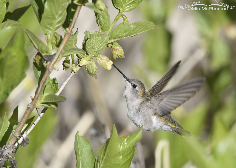 Female Black-chinned Hummingbird hovering while feeding from a honeysuckle, Wasatch Mountains, Summit County, Utah