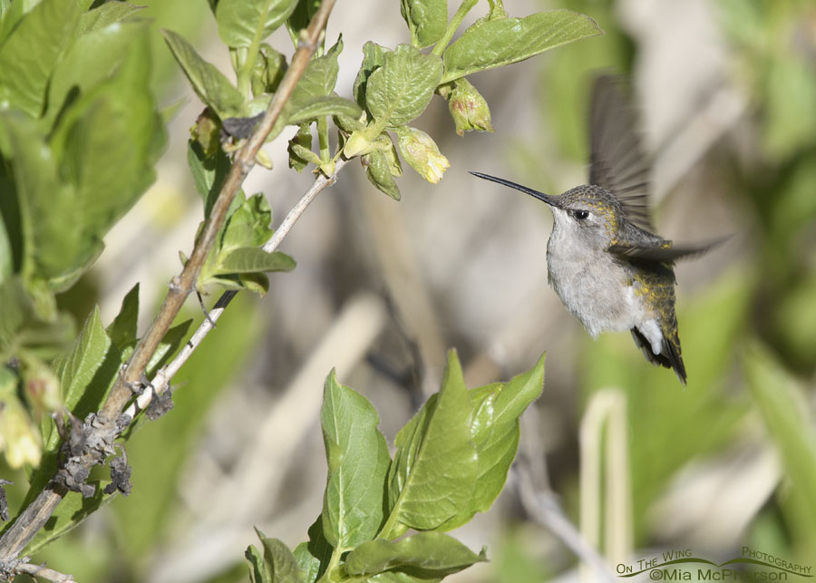 Black-chinned Hummingbird female after feeding, Wasatch Mountains, Summit County, Utah