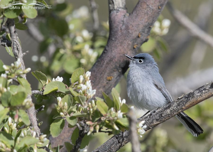 Male Blue-gray Gnatcatcher in a flowering tree, West Desert, Tooele County, Utah
